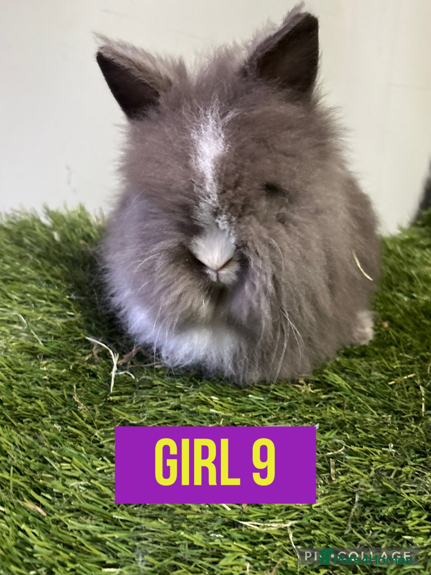 Lionhead rabbits Beautiful double mained lionheads ready soon  - Advert 2