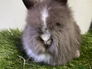Lionhead rabbits Beautiful double mained lionheads ready soon - Advert 18