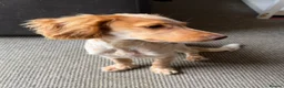 Cocker Spaniel dogs for sale: Stunning cocker spaniel  - Advert 3