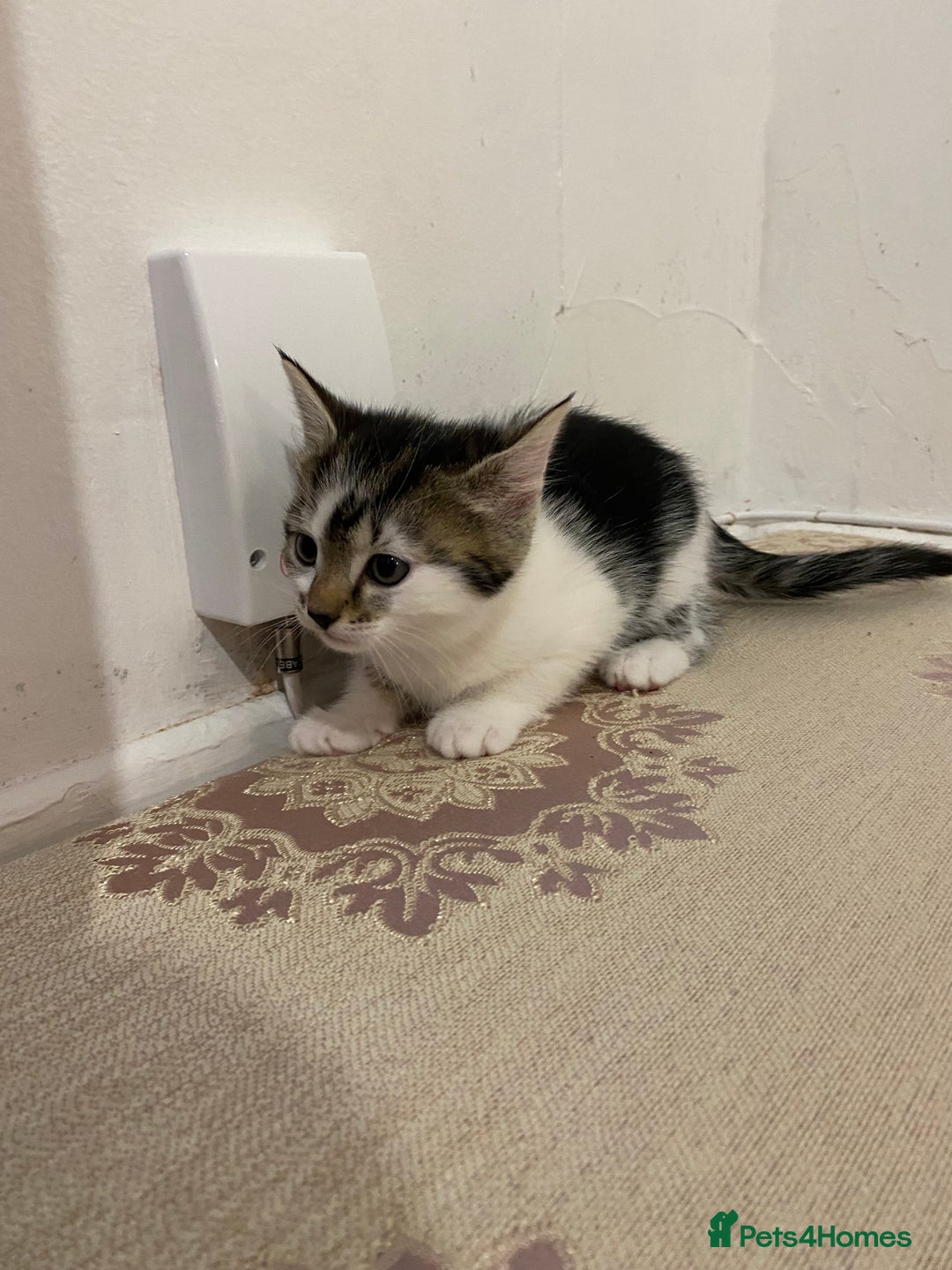 British Shorthair cats for sale: British shorthair  - Advert 4