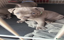 Staffordshire Bull Terrier dogs for sale: Stunning Blue Pure Bred Staffie Puppies - Image 2