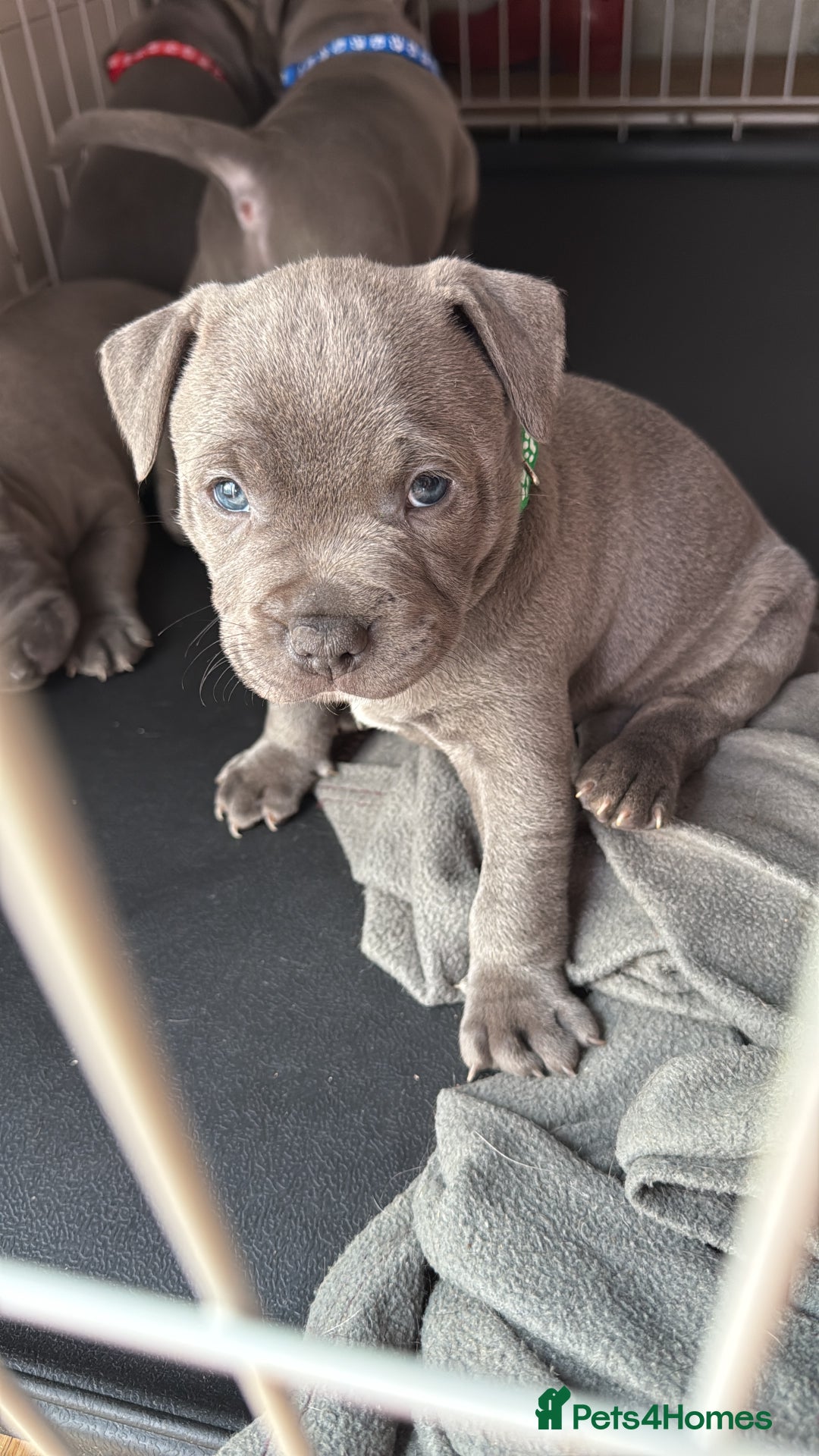 Staffordshire Bull Terrier dogs for sale: Stunning Blue Pure Bred Staffie Puppies - Image 2