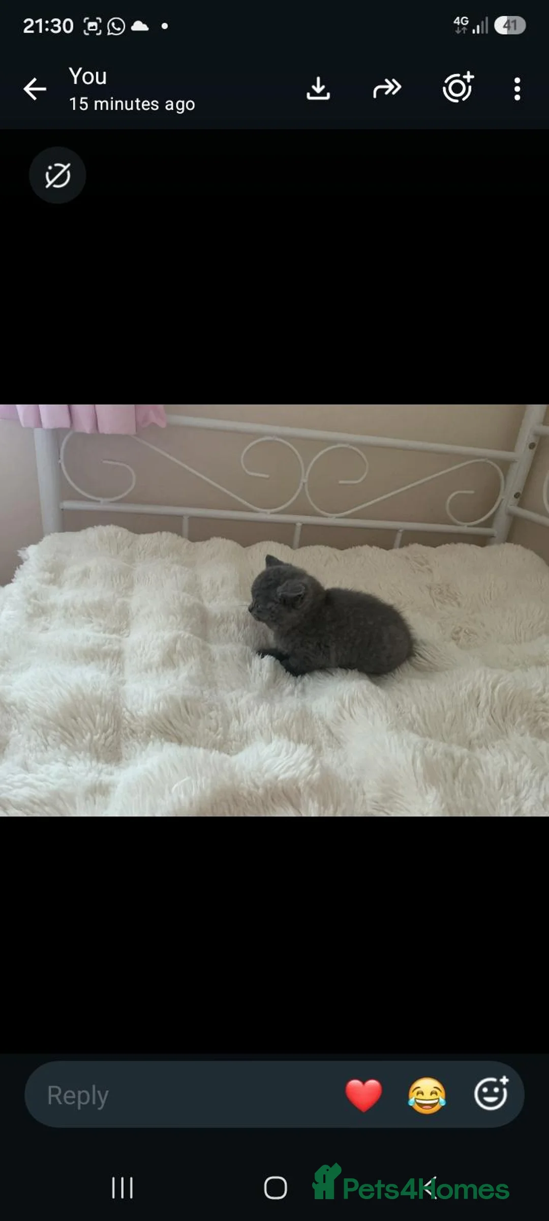British Shorthair cats for sale: Gorgeous british shorthair girl in Nottingham - Advert 2