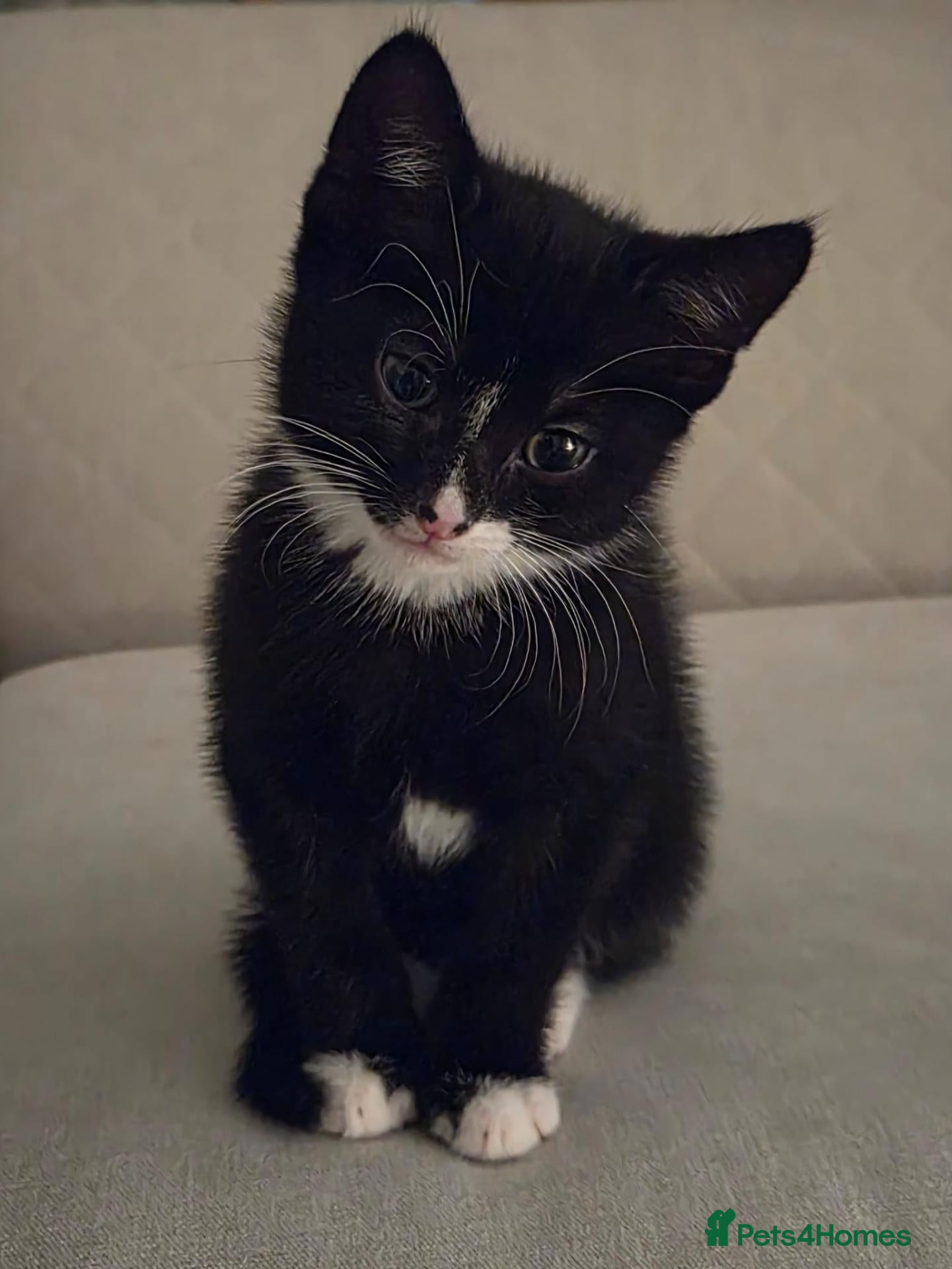 British Shorthair cats for sale: Beautiful mixed breed tuxedo boy  - Advert 18