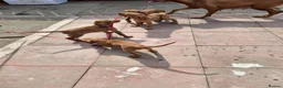 Hungarian Vizsla dogs for sale: Beautiful Hungarian Vizsla Puppies - Advert 2