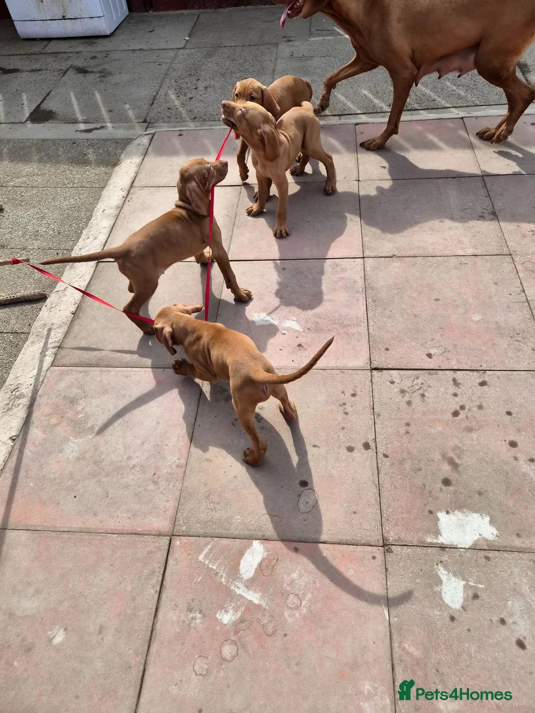 Hungarian Vizsla dogs for sale: Beautiful Hungarian Vizsla Puppies - Advert 2