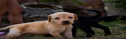 Labrador Retriever dogs for sale: Beautiful Yellow and Black KC Puppys - Advert 8