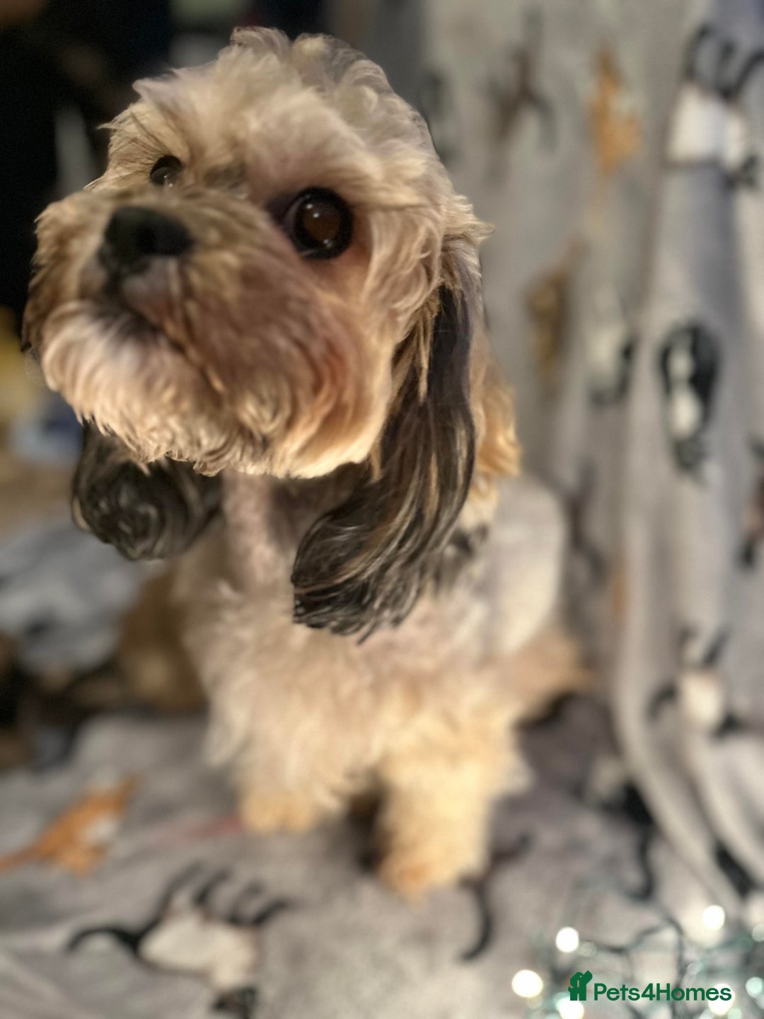 Shihpoo dogs for sale: Shihpoo 6 girls  - Advert 1