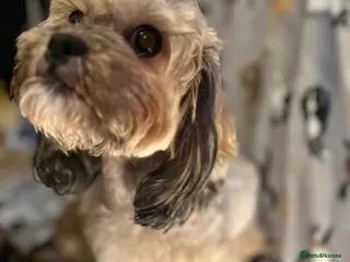 Shihpoo dogs Shihpoo 6 girls - Advert 3