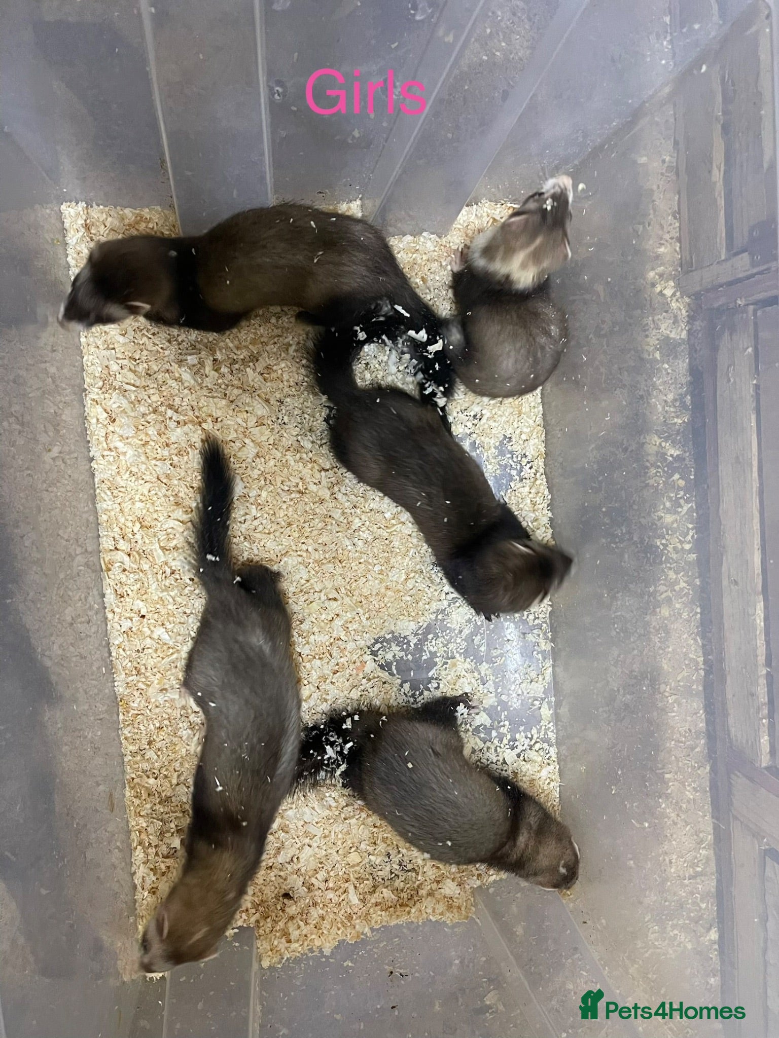 Ferret rodents Jill’s and hobs available  - Advert 14