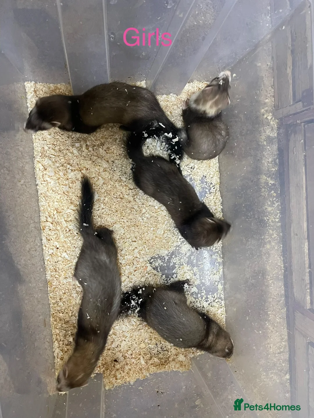 Ferret rodents for sale: Jill’s and hobs available  - Advert 1