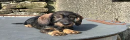 Dachshund dogs for sale: Wirehaired Dachshund Teckel KC registered puppies  - Advert 31