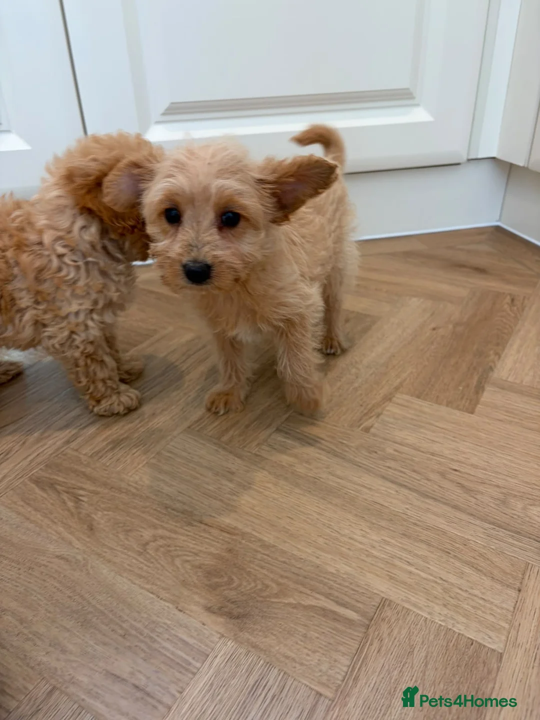 Pomapoo dogs for sale: Pomapoo puppies  - Advert 2