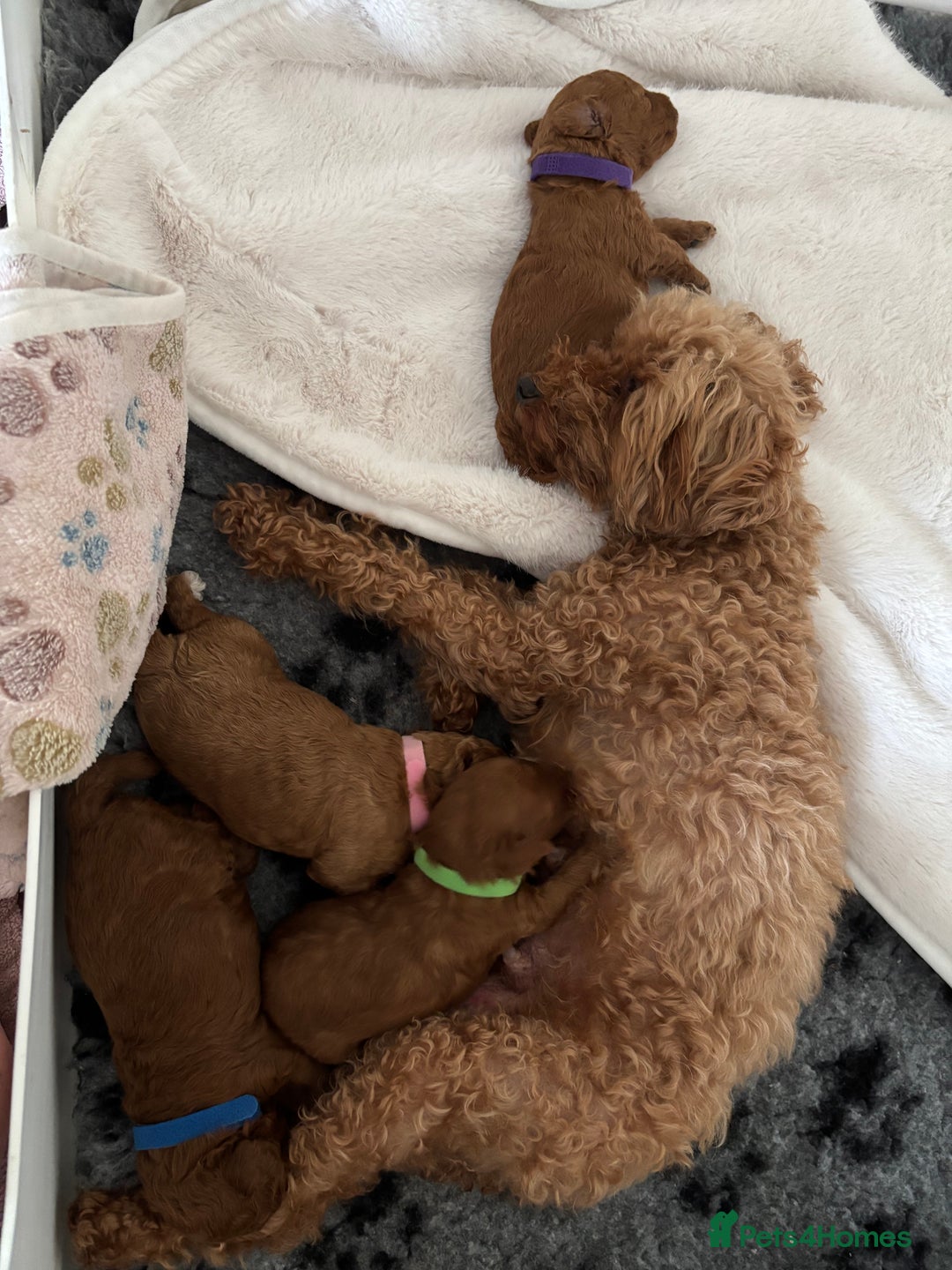 Toy Poodle dogs for sale: Outstanding litter of Red KC Toy Poodles - Image 4