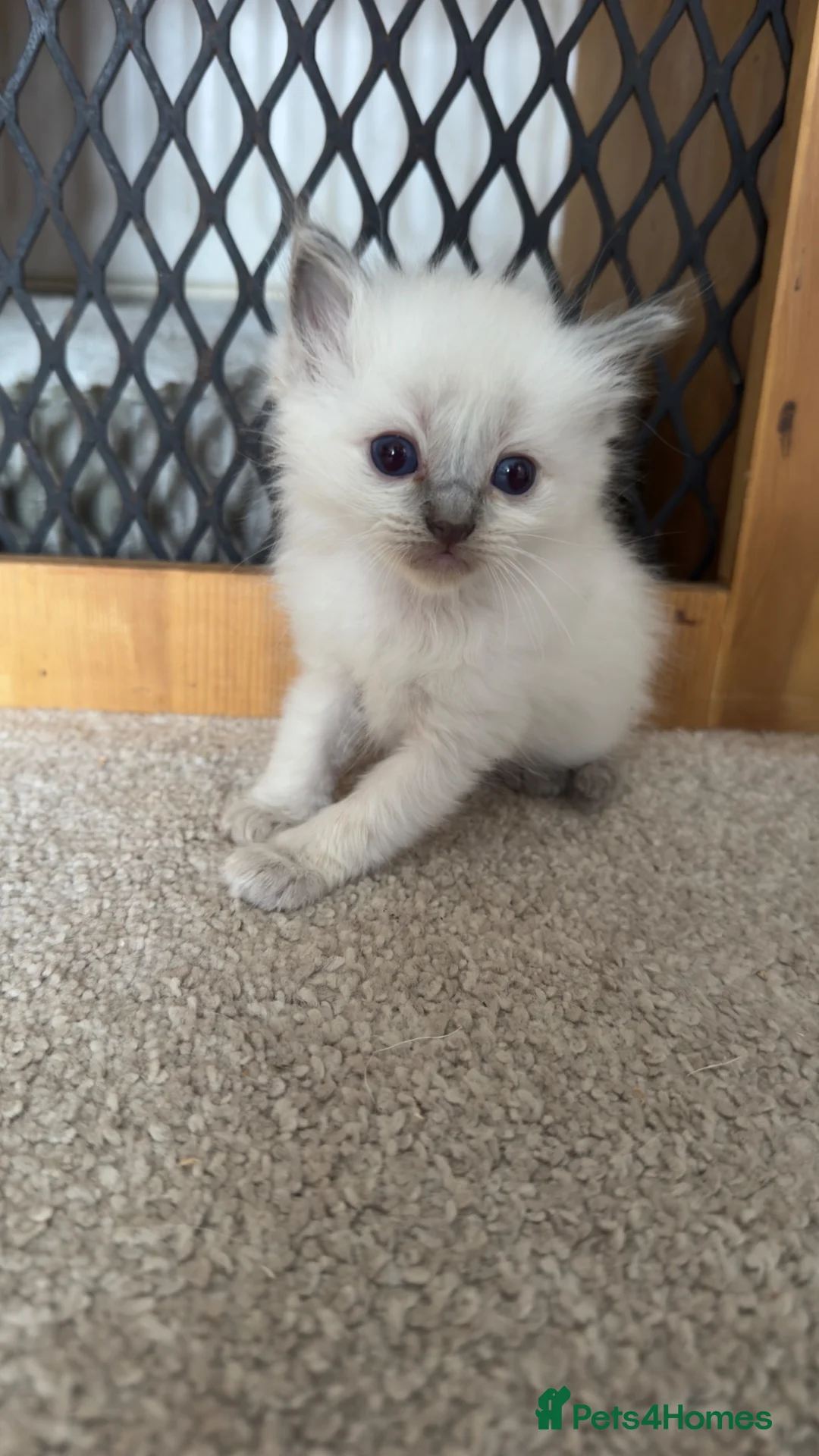 Ragdoll cats for sale: Gorgeous ragdoll babies  - Advert 1