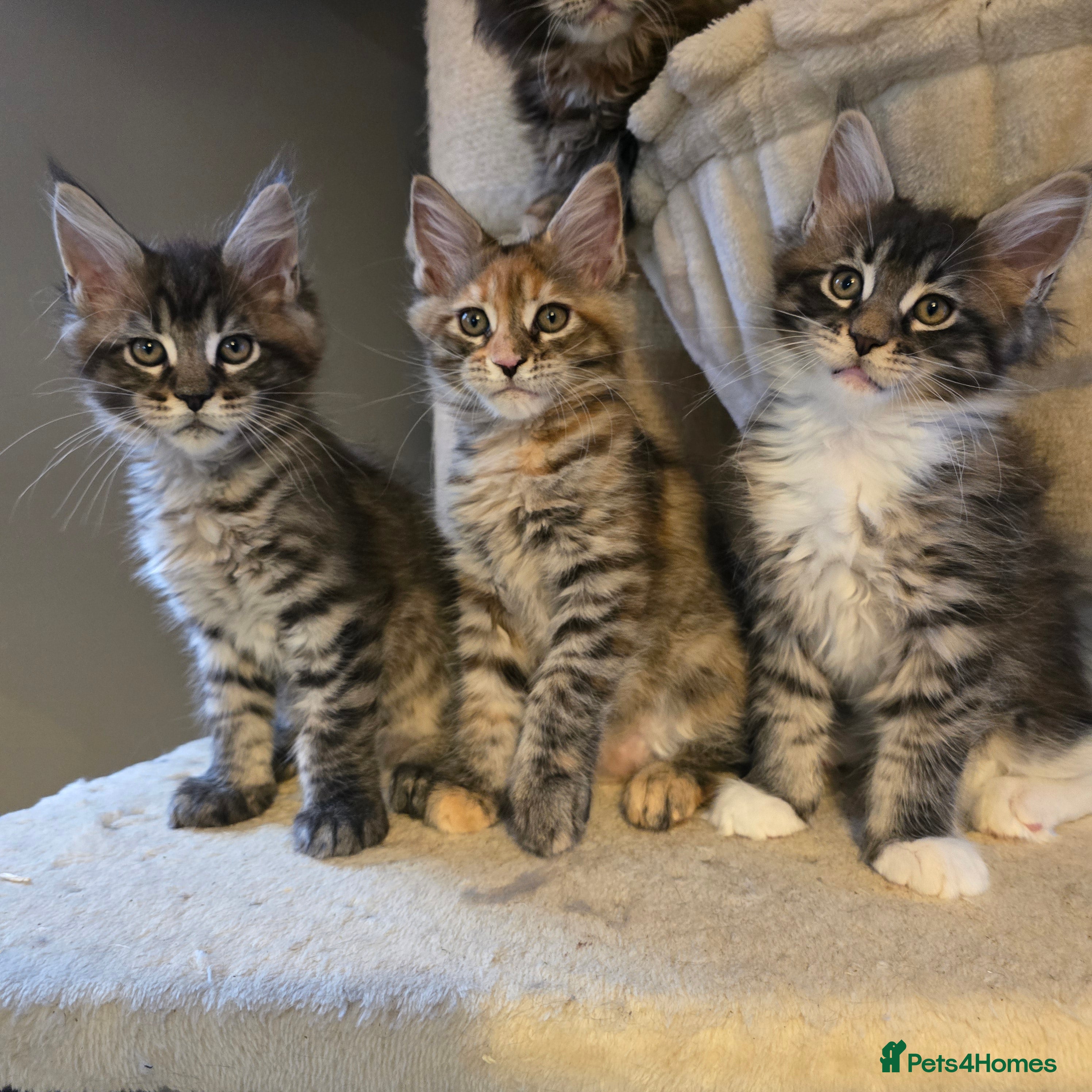 Maine Coon cats Mainecoon kittens tica registered  - Advert 9