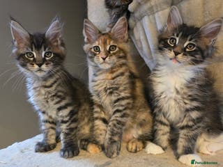 Maine Coon cats Mainecoon kittens tica registered - Advert 18