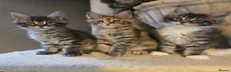 Maine Coon cats for sale: Last female tica registered available  - Advert 16