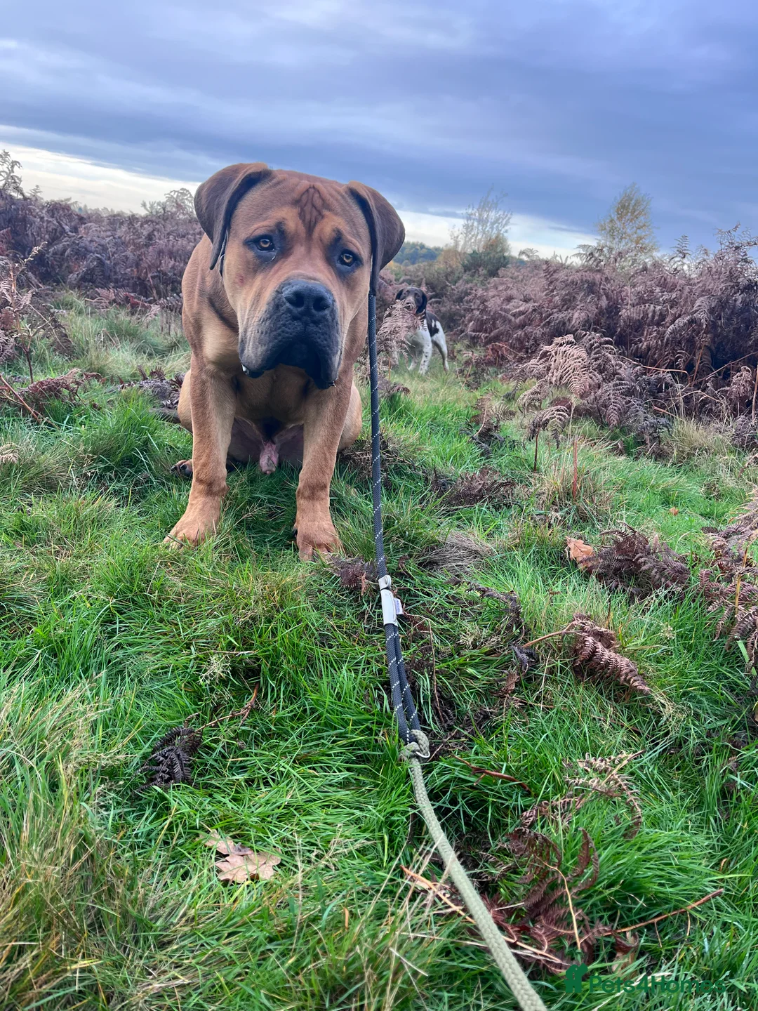 Boerboel dogs for sale: Koba South African boerbeol - Advert 4