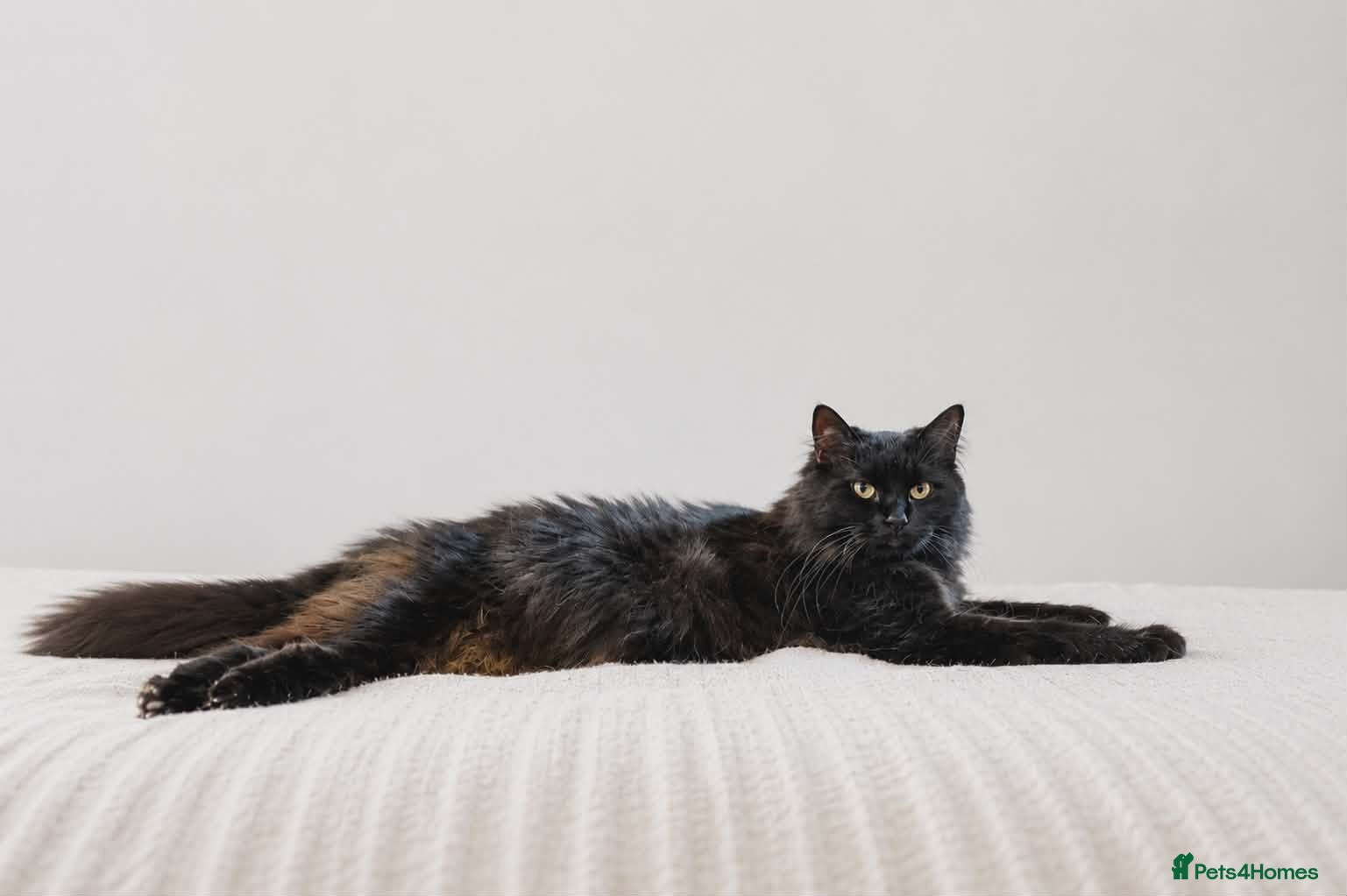 Maine Coon cats Ready Now,  BIG Maine Coon Boys - Advert 2