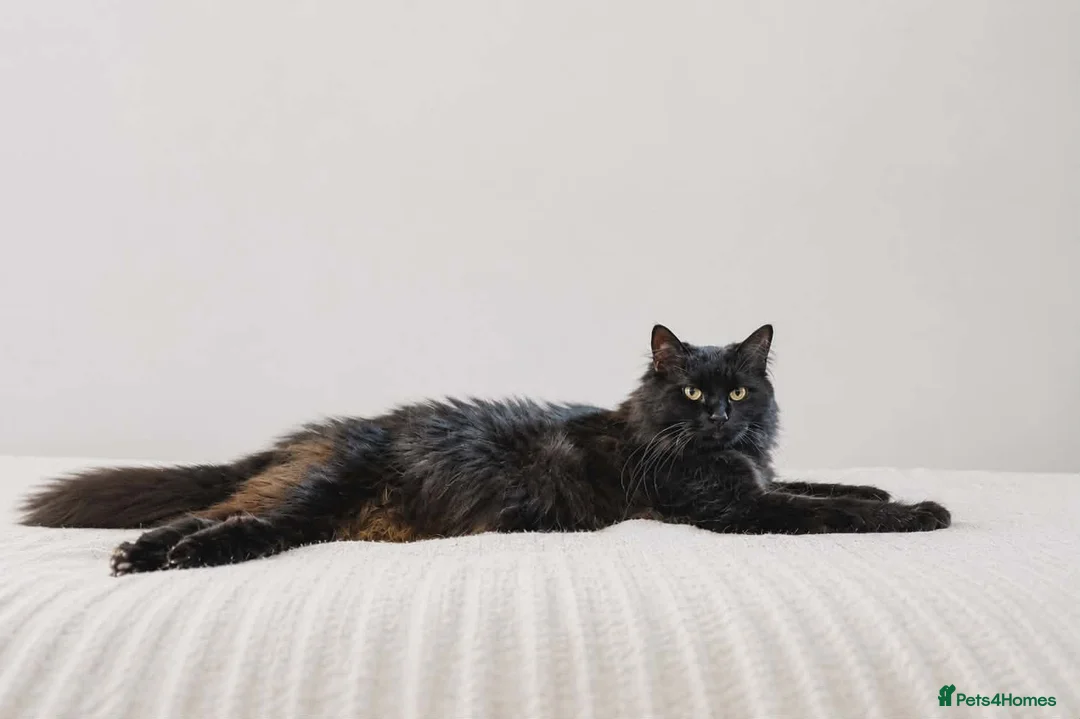 Maine Coon cats for sale: Ready Now,  BIG Maine Coon Boys - Advert 2