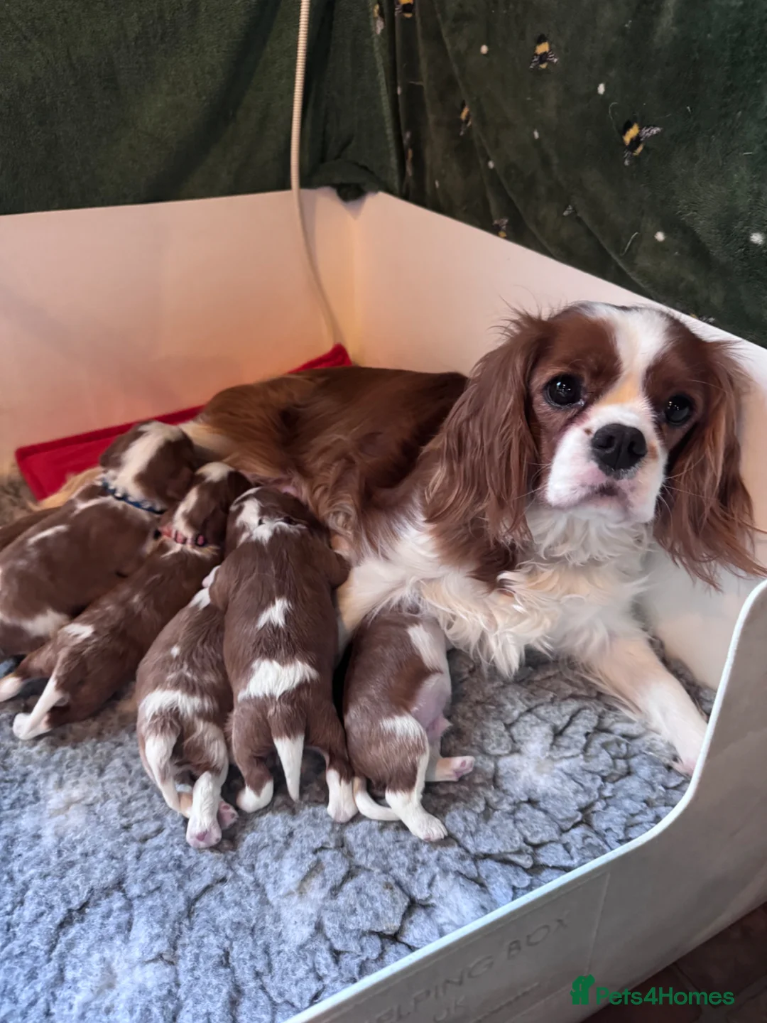 Cavalier King Charles Spaniel dogs for sale: Cavalier King Charles KC Reg dna 5* licensed  - Advert 2