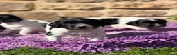 English Springer Spaniel dogs for sale: B/W PLAYFUL LITTER SPRINGER SPANIELS,HEALTH TESTED - Advert 5