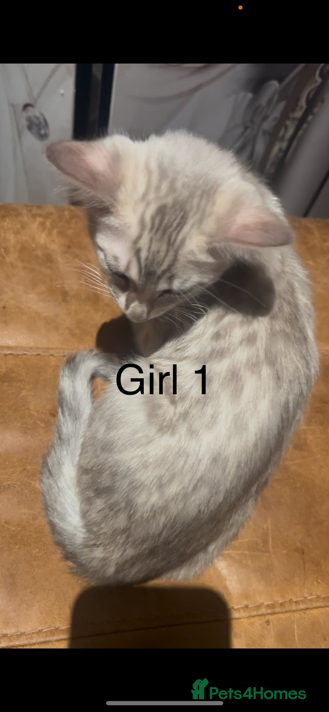 Mixed Breed cats for sale: mixed bengal kittens, ready to leave b4  **  - Advert 13