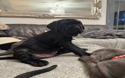 Mastiff dogs for sale: Mastiff puppies (Neapolitan) - Advert 7