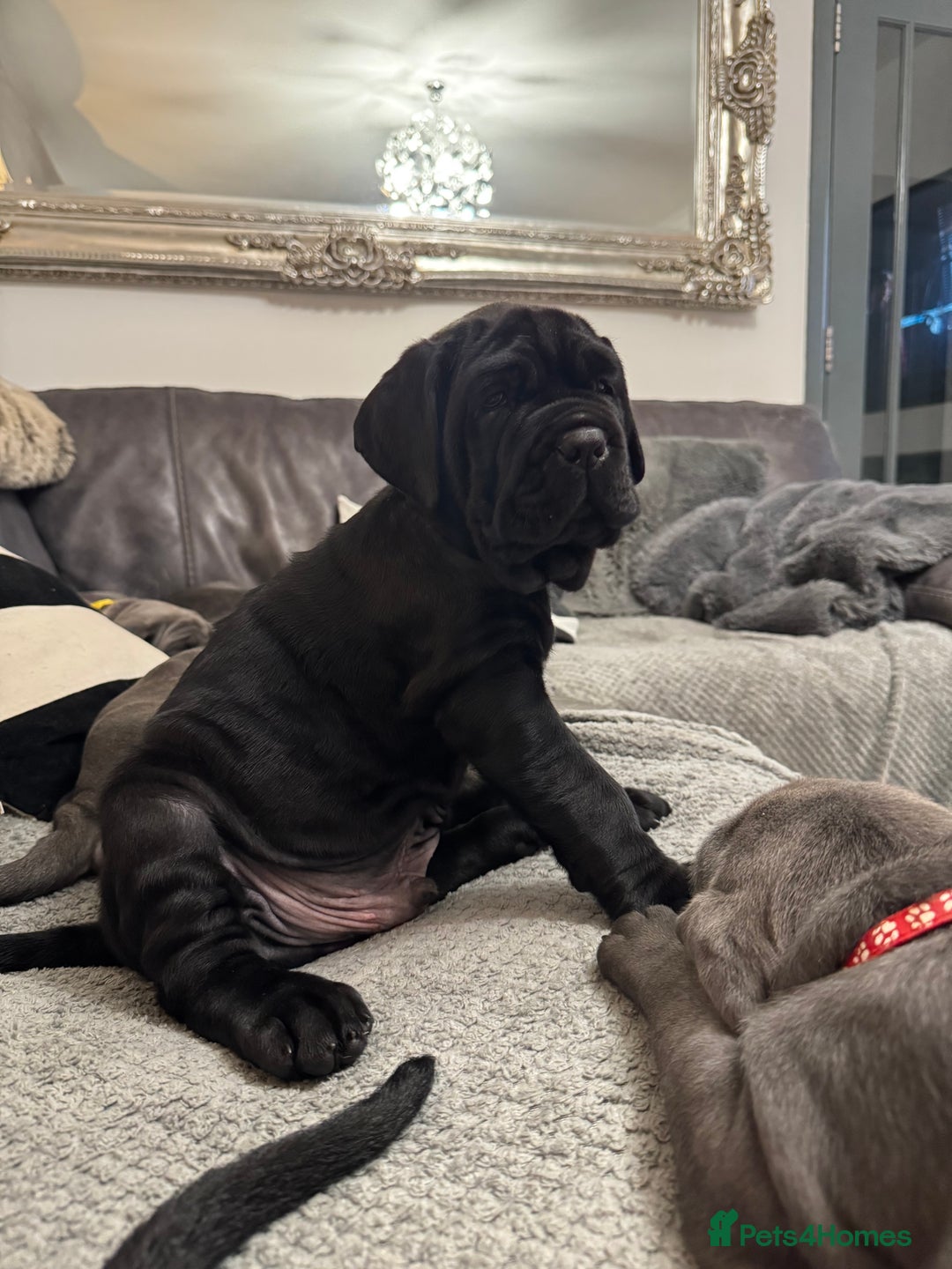 Mastiff dogs for sale: Mastiff puppies (Neapolitan) - Advert 7