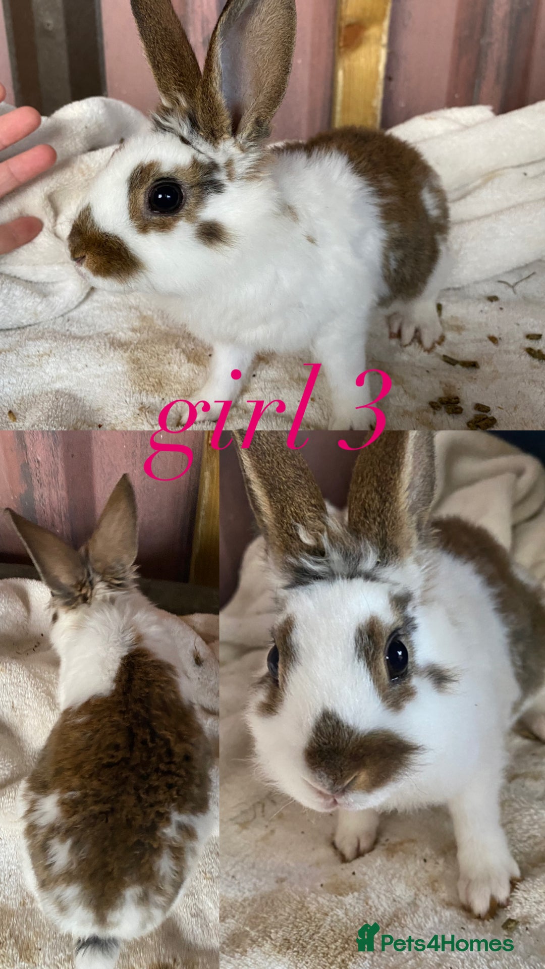 Rex rabbits for sale: lion head x velvet rex babies  - Image 8