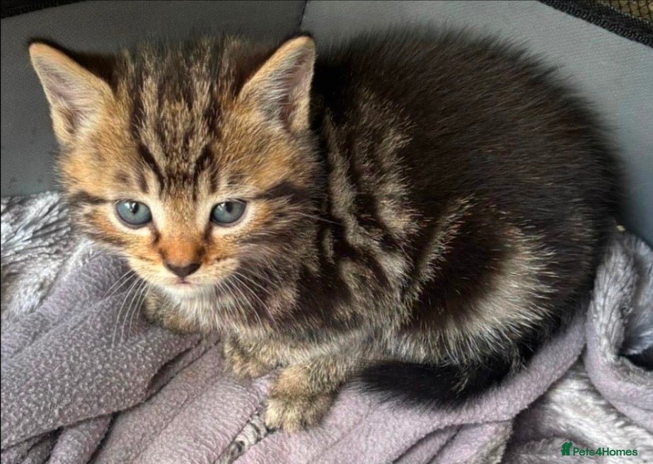 Mixed Breed cats Beautiful Rescue kittens, tabby, black,  - Advert 13