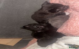 Mixed Breed cats for sale: Female kittens ready to leave - Image 1