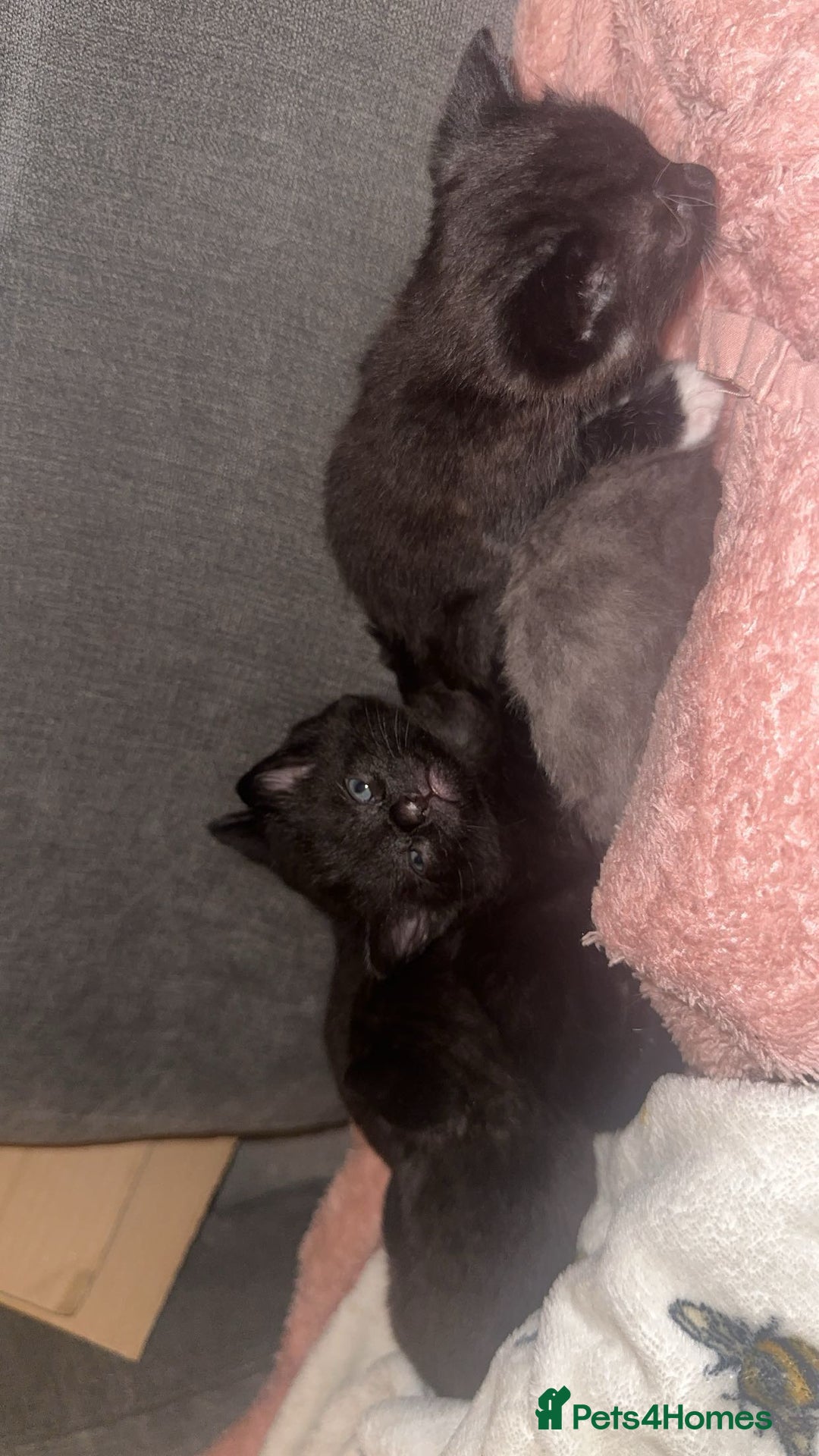 Mixed Breed cats for sale: Female kittens ready to leave - Image 1