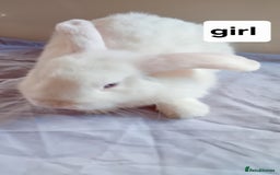 Mini Lion Lop rabbits for sale: Pure bred mini Lops ready to leave  - Image 8
