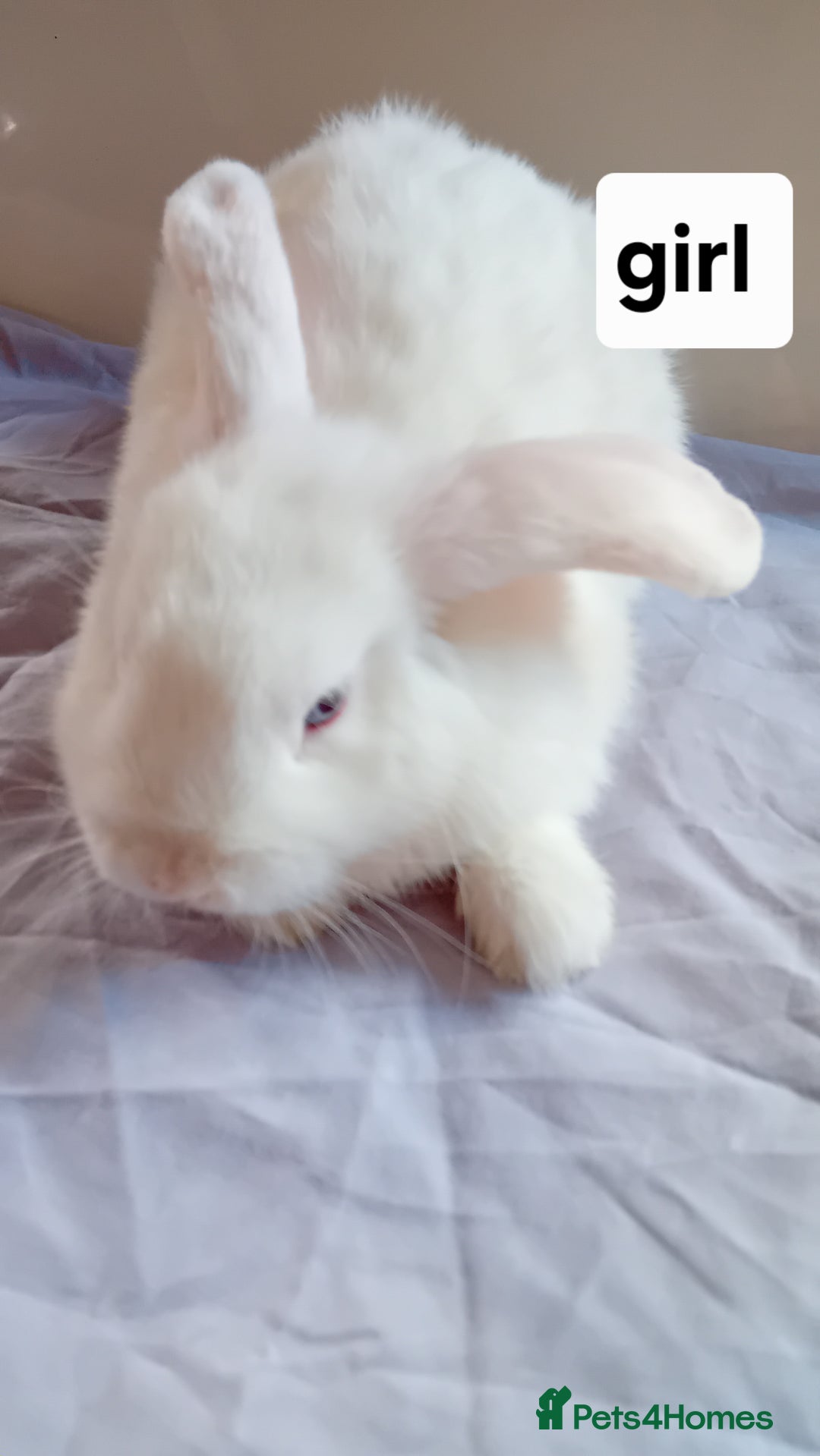 Mini Lion Lop rabbits for sale: Pure bred mini Lops ready to leave  - Image 8