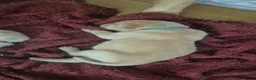 Labrador Retriever dogs for sale: Labrador puppies - Advert 25