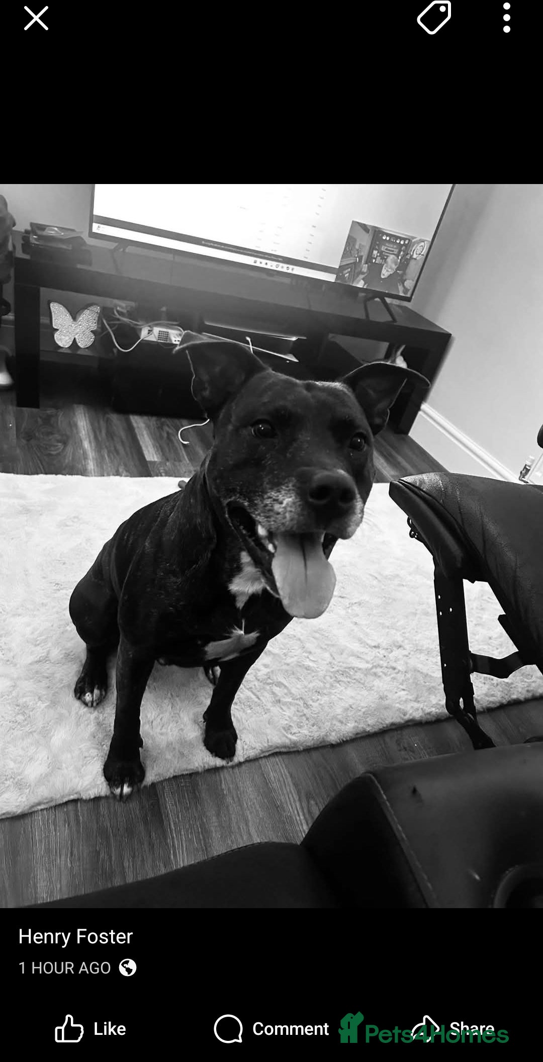 Mixed Breed dogs for sale: Tyson - Image 1