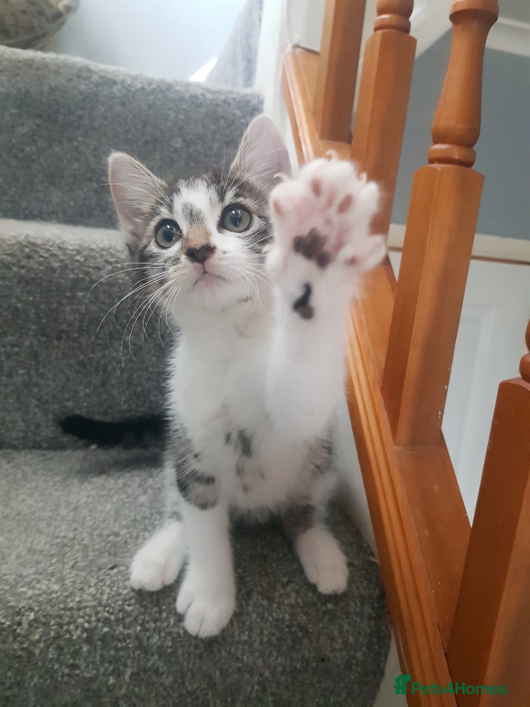Mixed Breed cats for sale: Ragdoll cross maincoon kittens  - Image 18