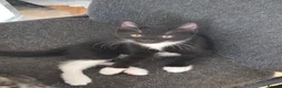Mixed Breed cats for sale: Last two kitten ready to leave nest  in London - Advert 9