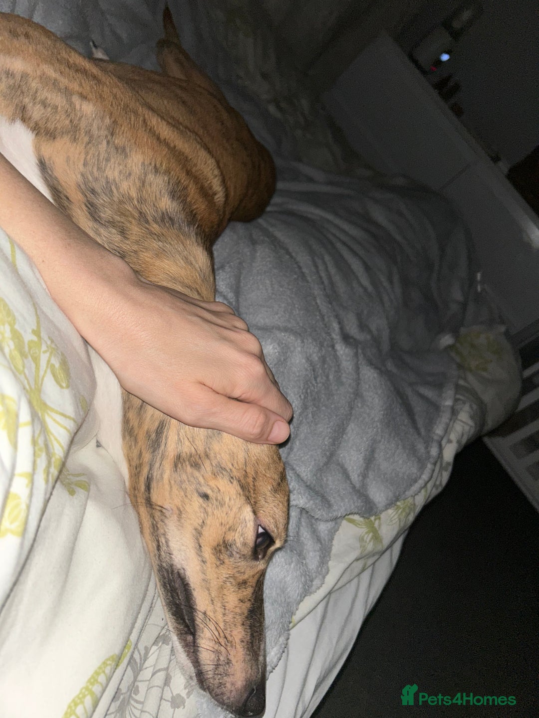 Whippet dogs for sale: 10 months old beautiful whippet girl - Advert 6