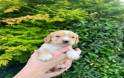 Cocker Spaniel dogs for sale: Stunning Working Cocker Spaniel Puppies - Image 5