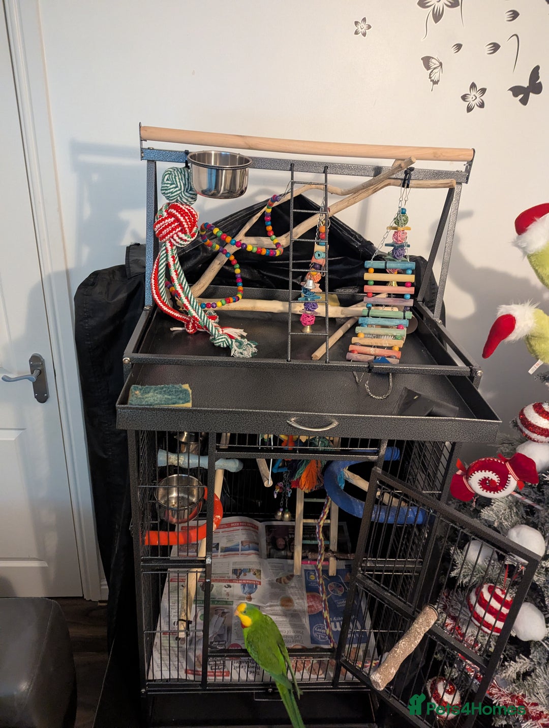 Parakeets birds for sale: Male barraband parakeet - Advert 5