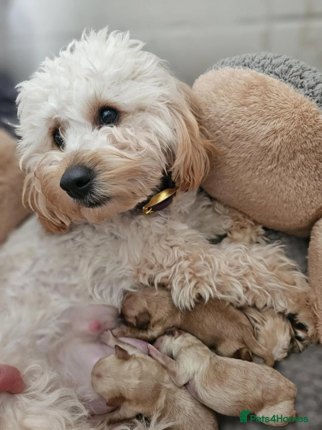 Cockapoo dogs for sale: Gorgeous Family Raised Cockapoo Puppies For Sale in Leicester - Advert 1