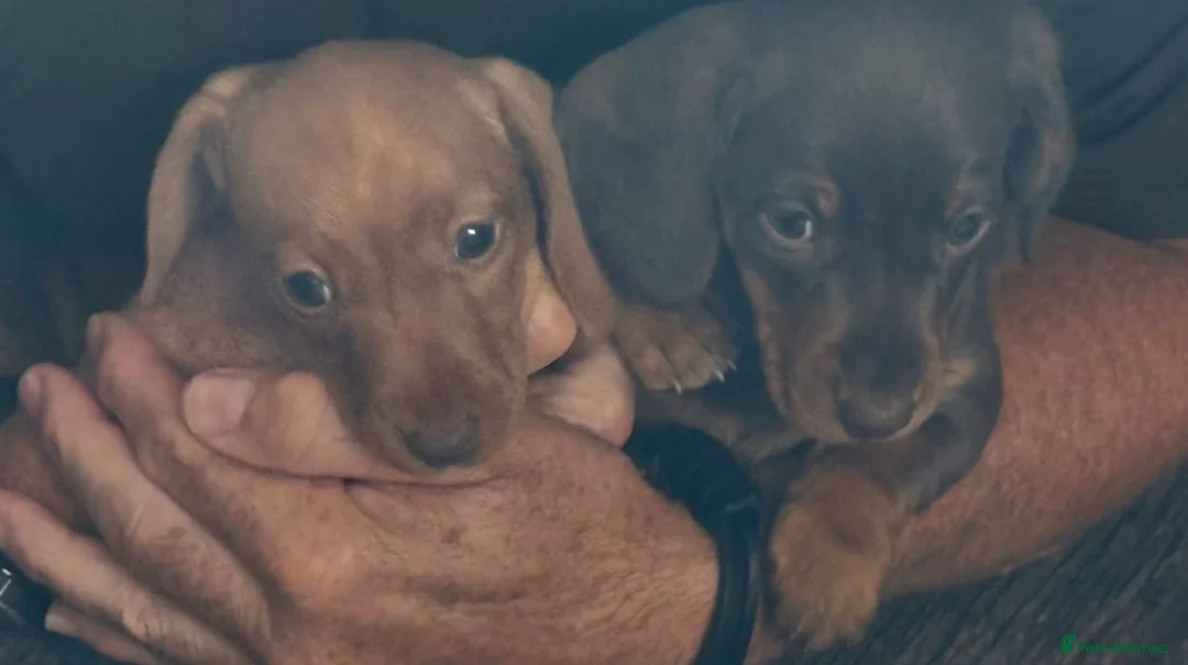 Miniature Dachshund dogs for sale: **Offers** Miniature Dachshund KC registered  - Advert 1