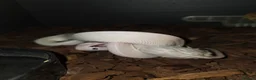 Python Snake reptiles for sale: Blue eyed Leucistic Juvenile  - Advert 2