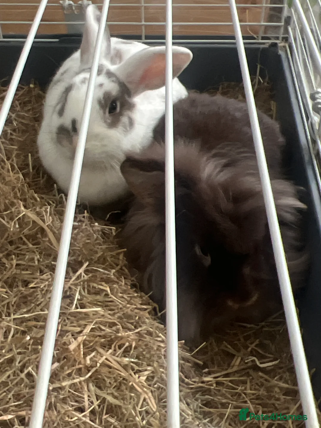 Mixed Breed rabbits for sale: Bonded pair - Advert 2