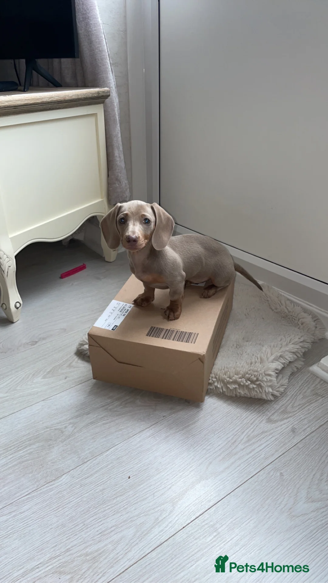 Dachshund dogs for sale: Isabella tan sausage  - Advert 4