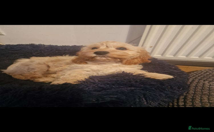 Cockapoo dogs - Advert 15