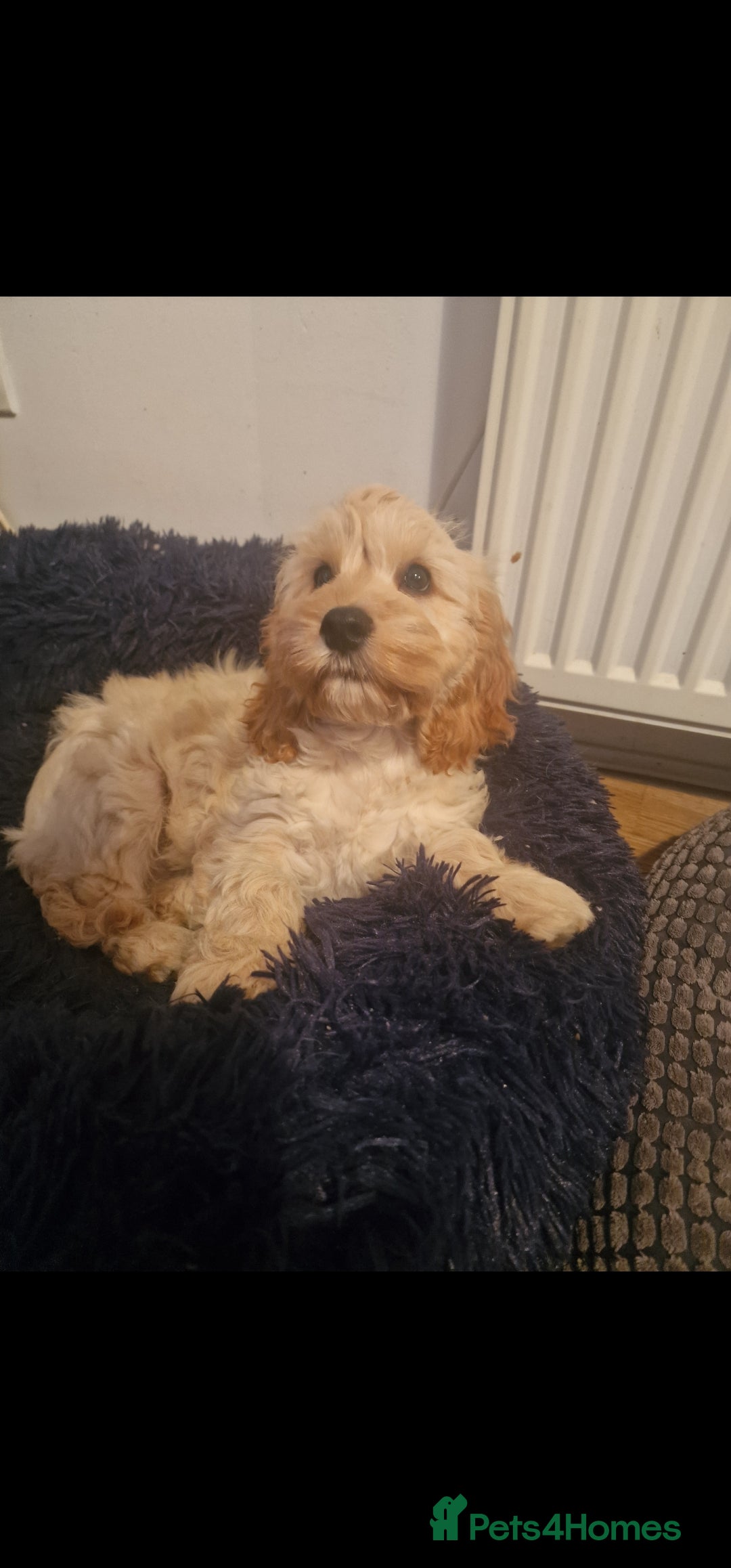 Cockapoo dogs for sale: Cockapoo pups  - Image 6